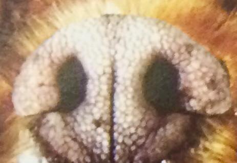 close_up_dog_nose